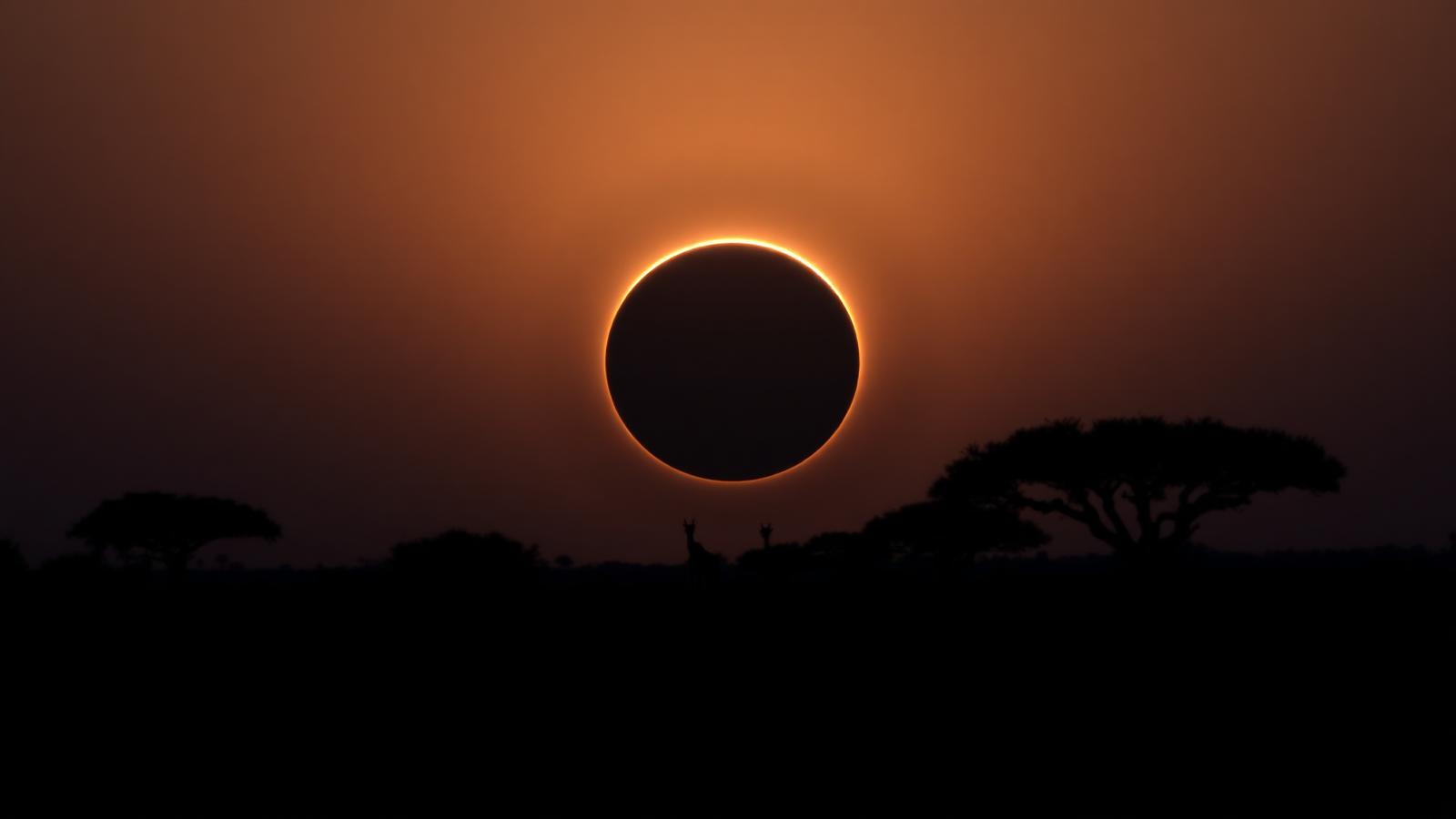 Twilight on the savanna
